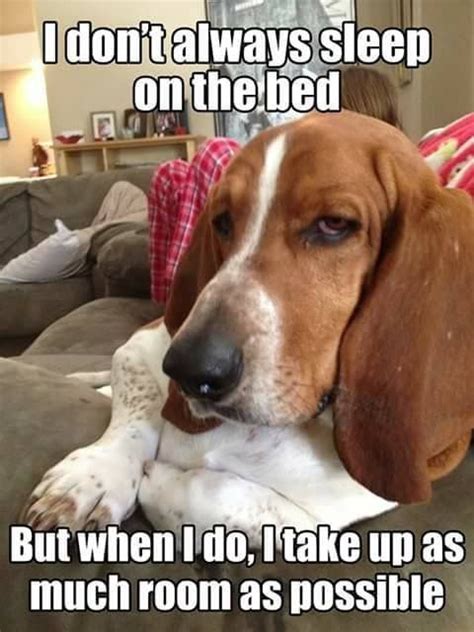 50 best basset hound memes of all time – Artofit