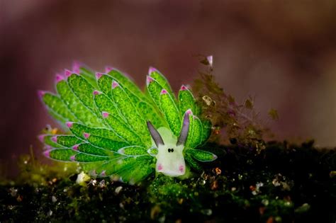 Download Costasiella Kuroshimae Nudibranch Animal Sea Slug Wallpaper