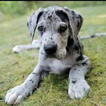 Adopt A Great Dane Near Me