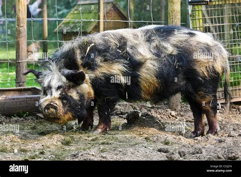 Coon coon pigs in a small holding Stock Photo - Alamy