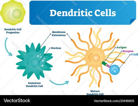 [DIAGRAM] Human Dendritic Cells Diagram - MYDIAGRAM.ONLINE