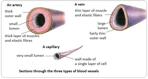 # 72 Arteries, veins and capillaries - structure and functions | Biology Notes for IGCSE 2014 & 2022