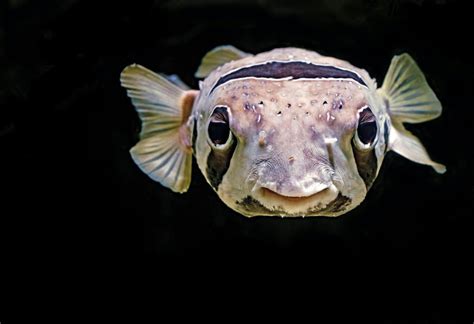 Pufferfish Anatomy: Do Puffer Fish Have Teeth? - MarinePatch