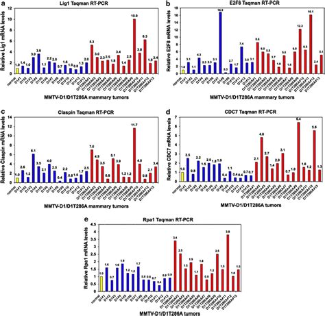 DNA replication and DNA-damage response genes are differentially... | Download Scientific Diagram