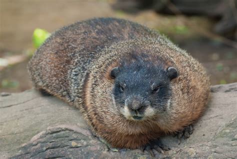 About Woodchucks • MSPCA-Angell