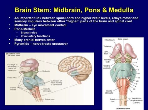 Central nervous system