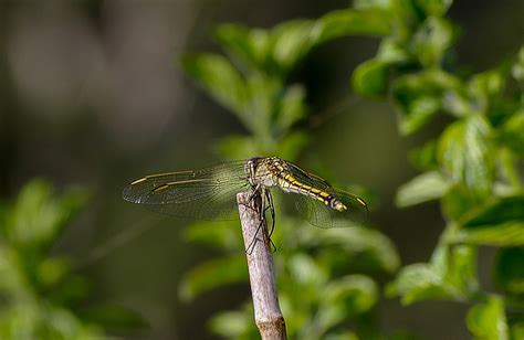 Dragonfly Insect Black · Free photo on Pixabay