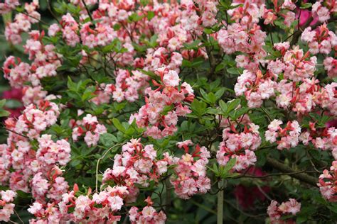 Pink Flowering Shrubs Identification - Viewing Gallery