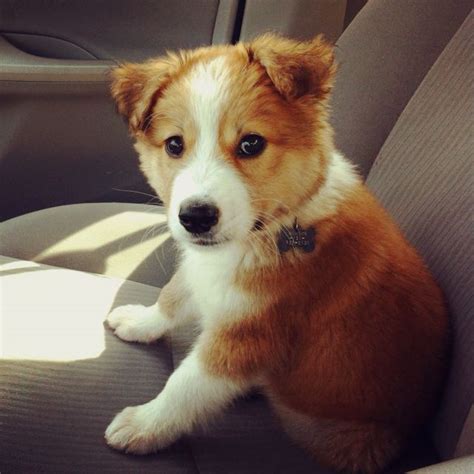 My sweet border collie shepherd mix puppy! | Shepherd mix puppies ...