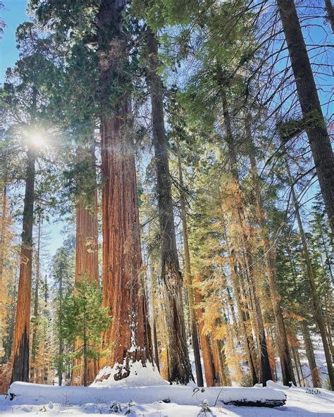 Winter in Sequoia National Park : r/NationalPark