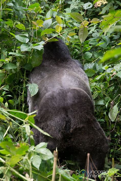 Gorilla Trekking Tips for Uganda | Gorilla trekking, Gorilla, Gorillas ...