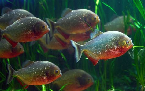 Piranha Fish - Habitat, Care, Feeding, Tank Size, Breeding - AquariumNexus