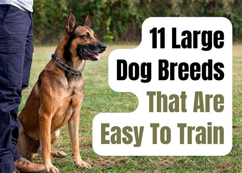 Easy-to-Train Large Dog Breeds