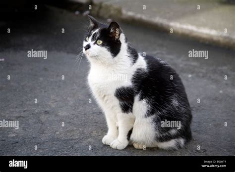 Black and white Manx cat (kayt Manninagh or stubbin in Manx Gaelic Stock Photo - Alamy