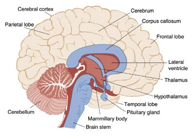 Human brain - CreationWiki, the encyclopedia of creation science