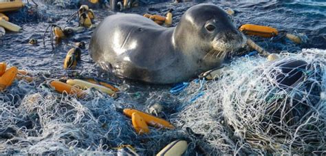 29 Plastic Pollution Facts You Must Know [2019] | Eco-pliant