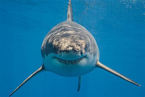 10 great white shark facts - Nautilus Liveaboards