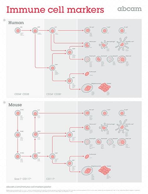 b cell activation markers