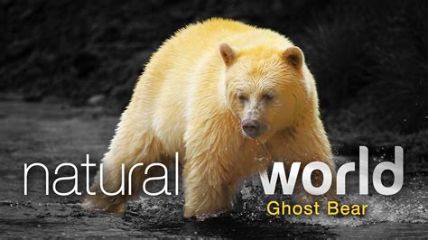 Prime Video: Natural World: Ghost Bear - Season 1