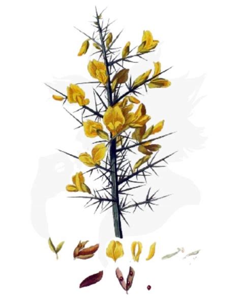 Gorse - A Foraging Guide to Its Food, Medicine and Other Uses