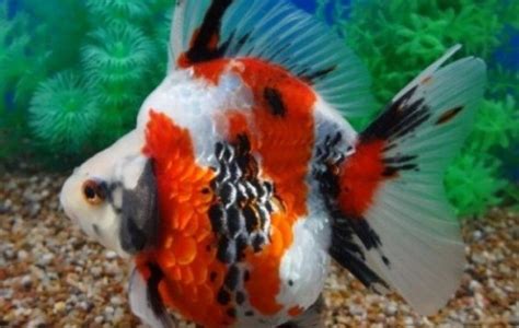 Tricolor Ryukin Goldfish - Goldfish - Carassius auratus | Tank Facts