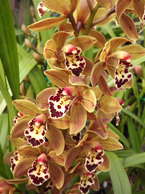 My Orchids Journal: My late flowering cymbidiums