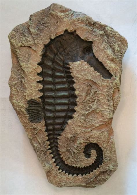 Seahorse Replica Fossil Rock Garden Statue | Dinosaur fossils, Pictures of fossils, Fossils