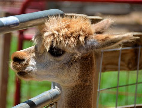 Cute Alpaca Free Stock Photo - Public Domain Pictures