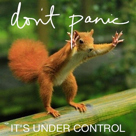 Don't Panic...It's under Control ! | Squirrel funny, Funny animals ...