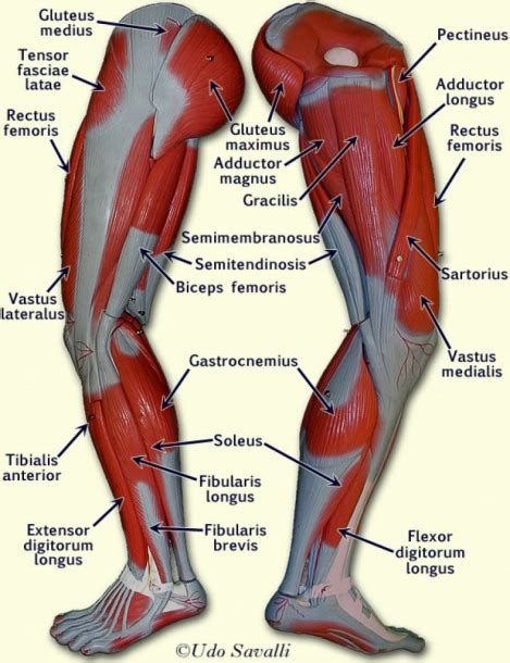 Diagram Of The Human Leg