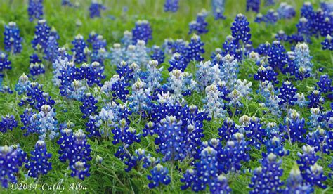 Bluebonnets...Ennis, Texas | Love the pale blue bluebonnets … | Flickr