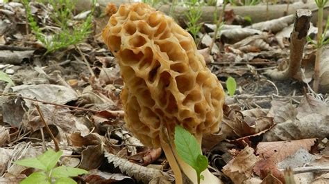 How To Grow Morel Mushrooms - YouTube