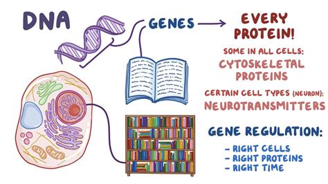 Gene regulation: Video, Anatomy, Definition & Function | Osmosis