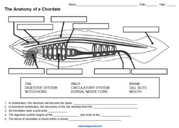 The Anatomy of a Chordate (KEY) by Biologycorner | TPT