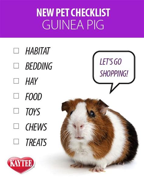 How To Take Care Of A Pet Guinea Pig - How To Care Info