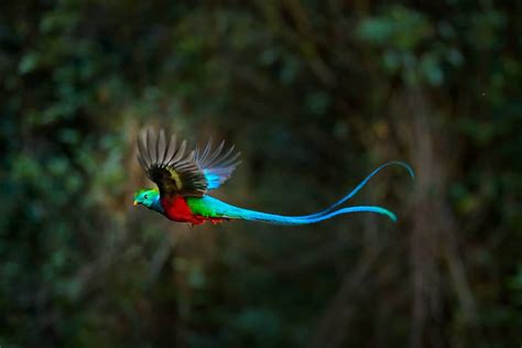 Quetzal | Guatemala's National Bird | Guatemala Holidays