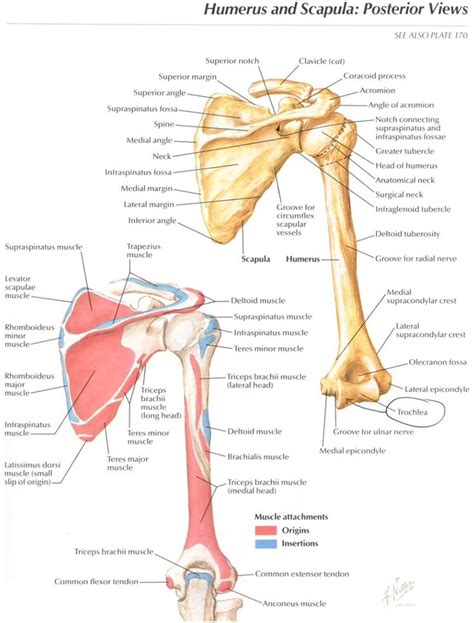 Posterior aspect of the shoulder girdle with origins and insertions ...