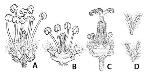 Actinomorphic flower in Thinouia myriantha. A. Staminate flower. B.... | Download Scientific Diagram