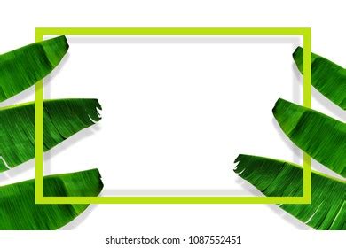 9,158 Banana Leaf Border Royalty-Free Images, Stock Photos & Pictures ...