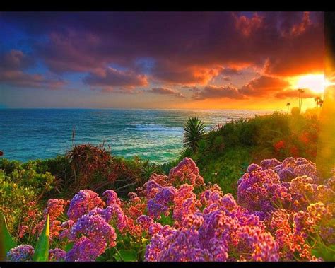 Beach Flowers Wallpapers - Wallpaper Cave