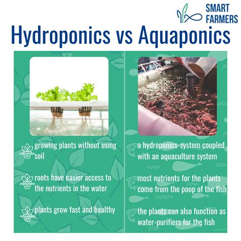 12 steps to farming Smart Farmers Hydroponics vs aquaponics - 12 steps ...