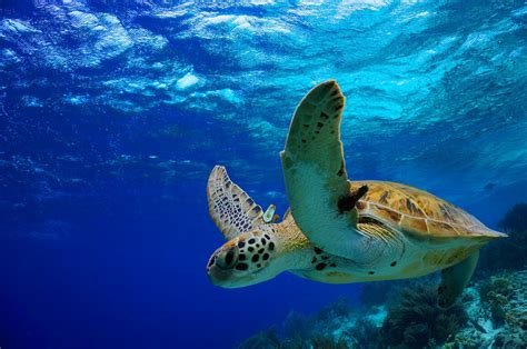 Snorkeling with Turtles in Maui