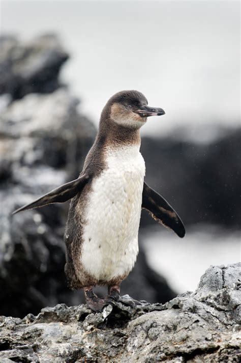 Baby Penguin in the Galapagos - Entouriste