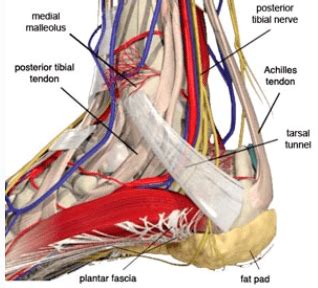 Compression Neuropathy - Lincoln Park | Lakeview Chicago, IL: Lincoln ...