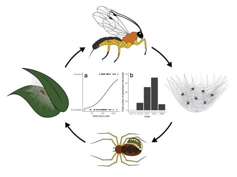 Newly discovered wasp turns social spiders into zombies