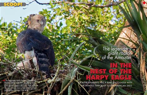 In the Nest of the Harpy Eagle | Anima Mundi Magazine