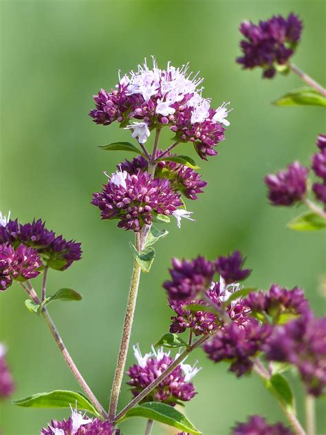 Origanum vulgare | Wild flowers of Europe by Anita Beijer