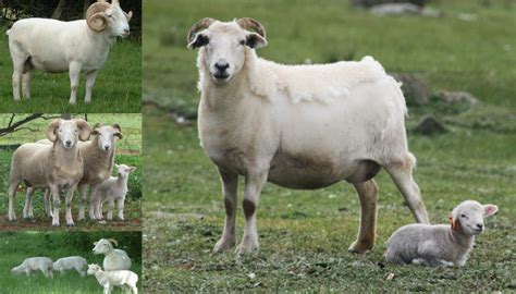 Wiltshire Horn Sheep Breed – Everything You Need to Know