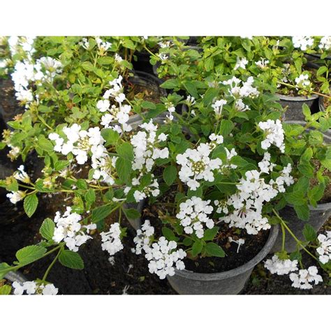 Lantana montevidensis 'Spreading White' - Shrubs - Plant Type - Boething Treeland Farms