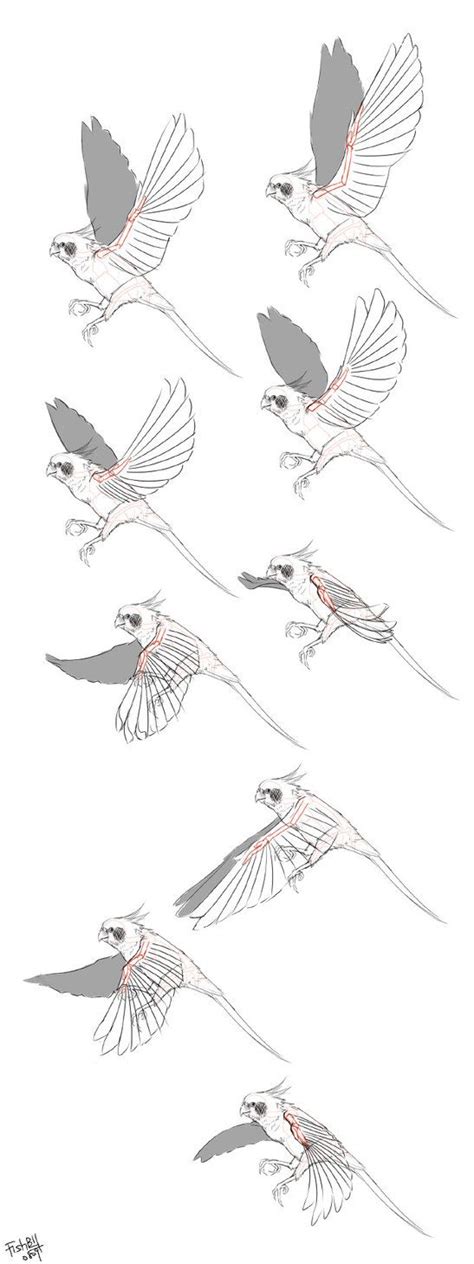 Anatomy Bird 01 by Bardi3l on DeviantArt | Bird drawings, Bird wings, Animal drawings